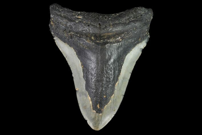 Bargain, Fossil Megalodon Tooth - North Carolina #91630